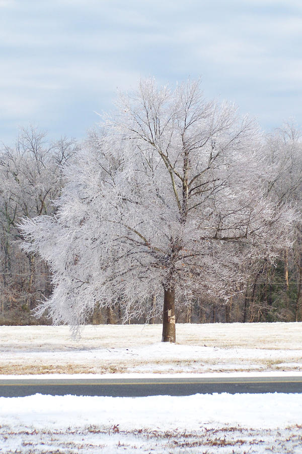 Crystal Ice Tree by Torn-Images on DeviantArt
