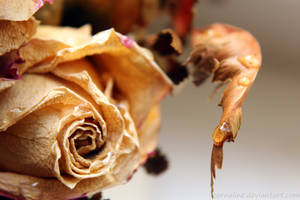 Withered Rose