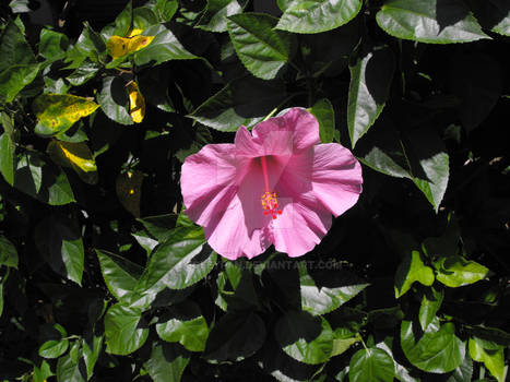 pink hibiscus