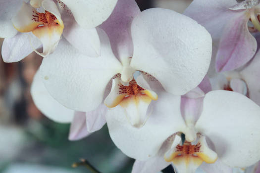 Orchids.