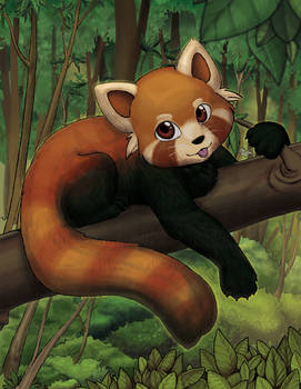 Red Panda Cub