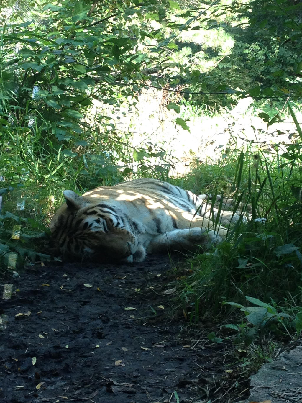 Sleeping Tiger