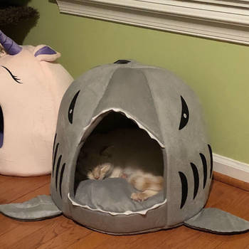 Shark bed  