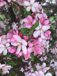 Pink and Ready for Spring