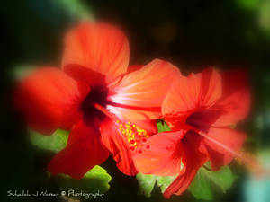 HIbiscus I