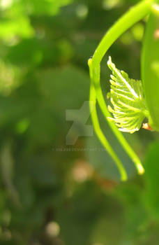 baby vine leaf