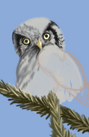 Owl [WIP]
