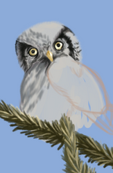 Owl [WIP]