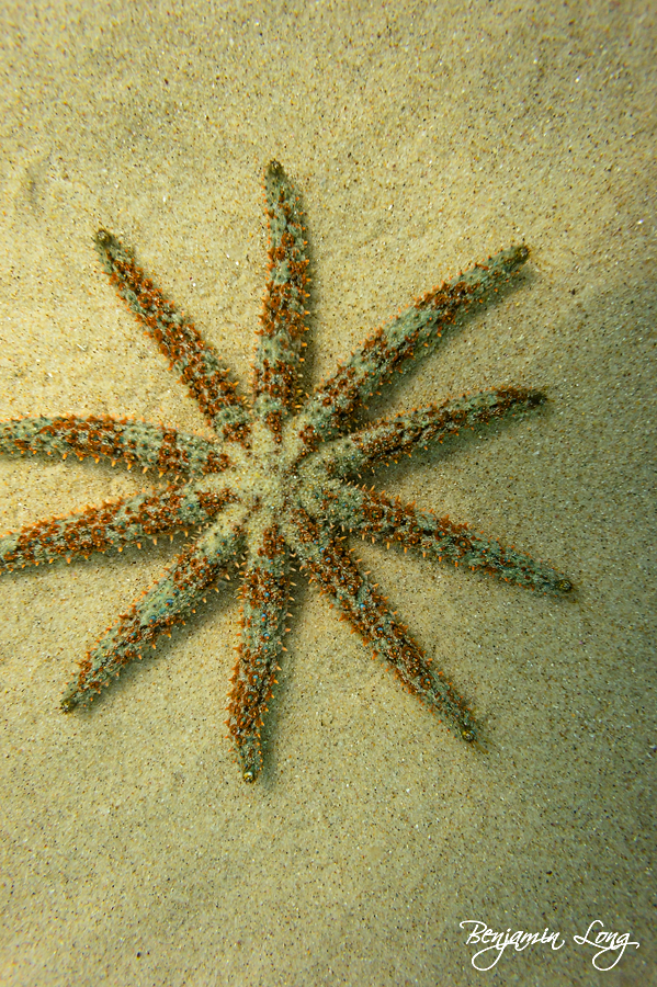 starfish