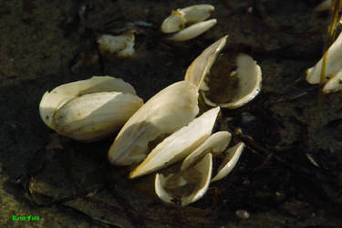 shells in the water