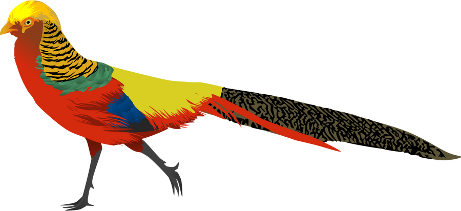 Golden Pheasant by AdamZT2 on DeviantArt