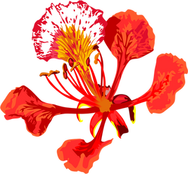 Poinciana Flower