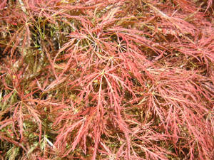 japanese maple