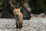 Beach Fox 1 by Strikethecamera