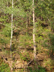 Trees In the Rocks