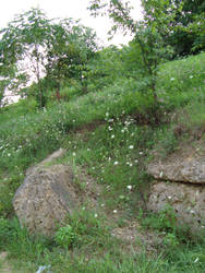 Flowers and Rocks