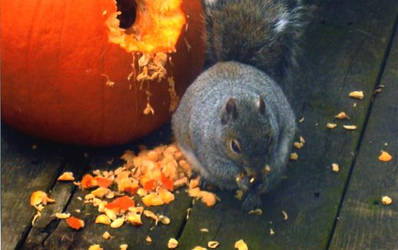 Pumpkin Squirrel 3