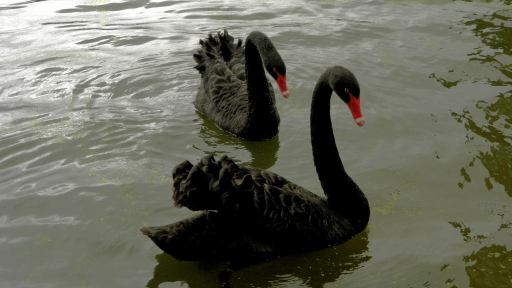 black swan