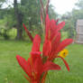 canna flower