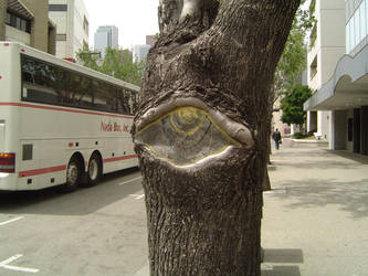 eye tree