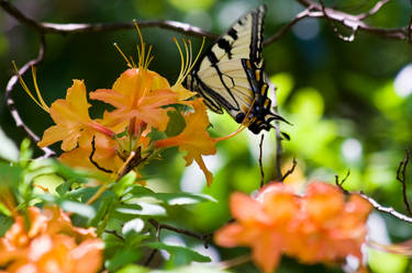 Butterfly on Flame Azalea