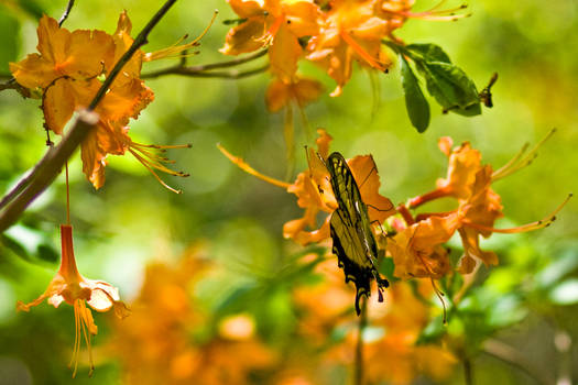 Butterfly on Flame Azalea 2