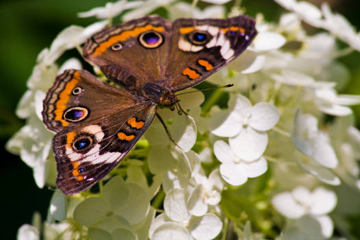 Buckeye Butterfly