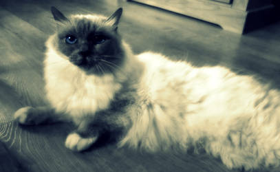 Birman