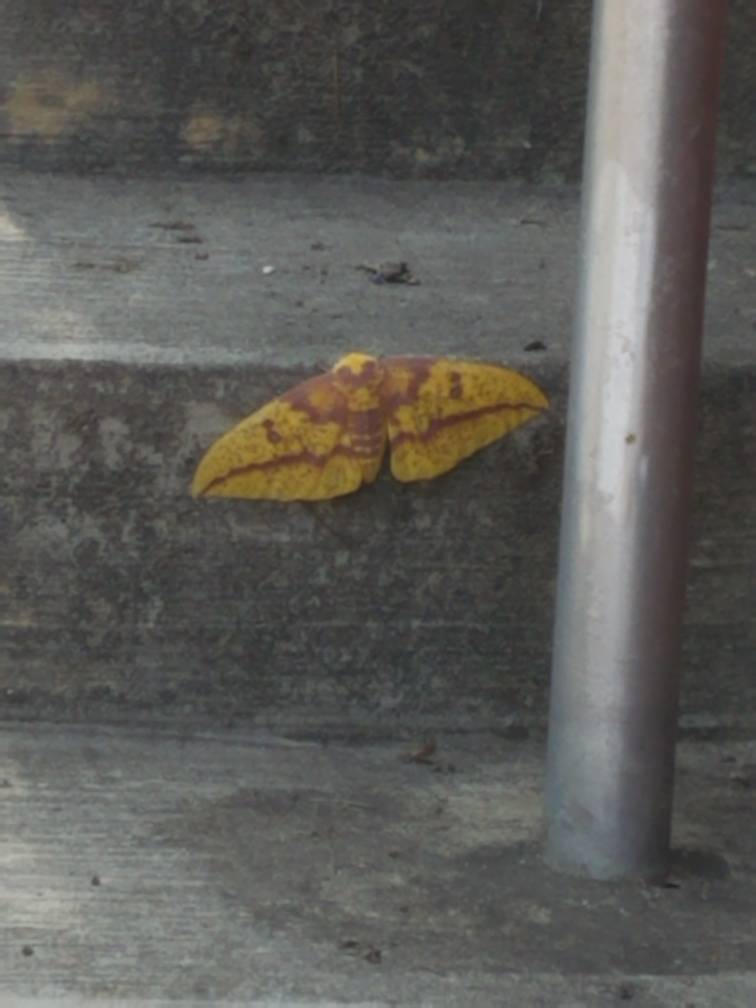 Step moth by StarBlazeKirara on DeviantArt