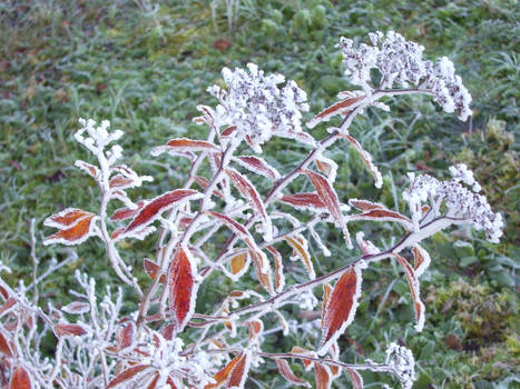 Another Frosted plant