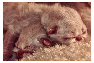 Newborn Himalayan kittens