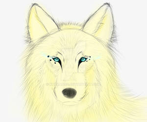 Izusa, Arion Wackjols golden Direwolf (DnD)