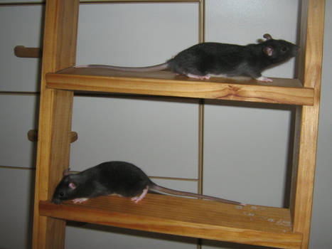 Comparison Between Male and Female Rat Baby