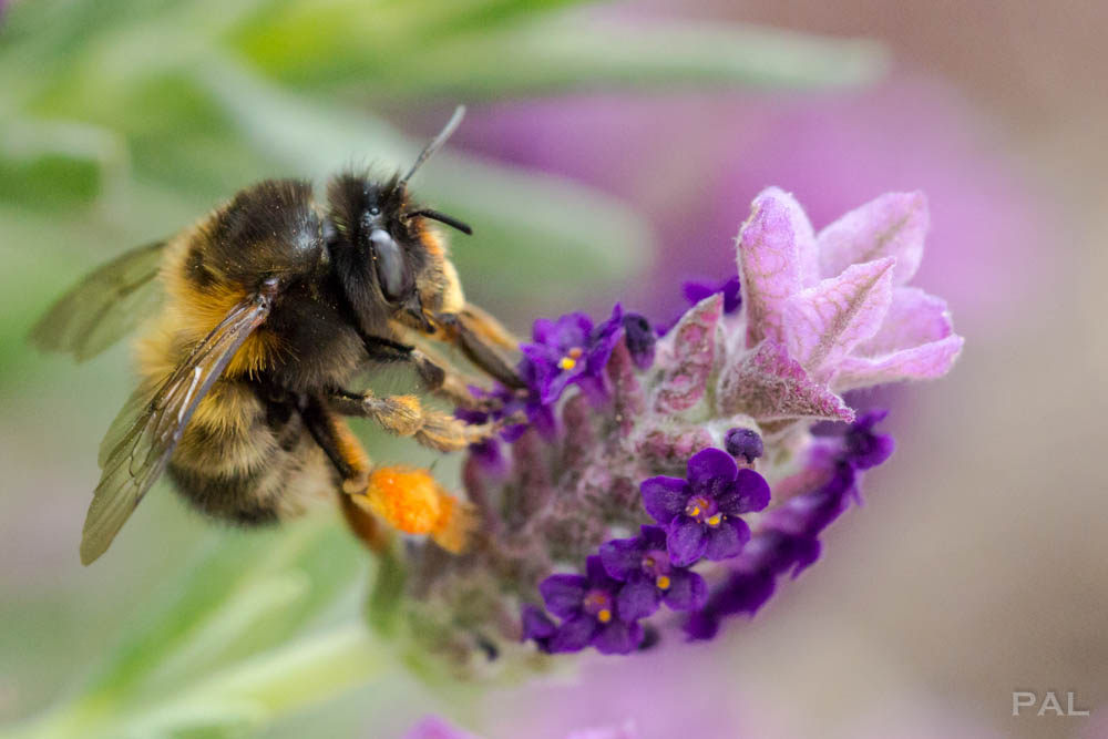 Lavander and Bee 2