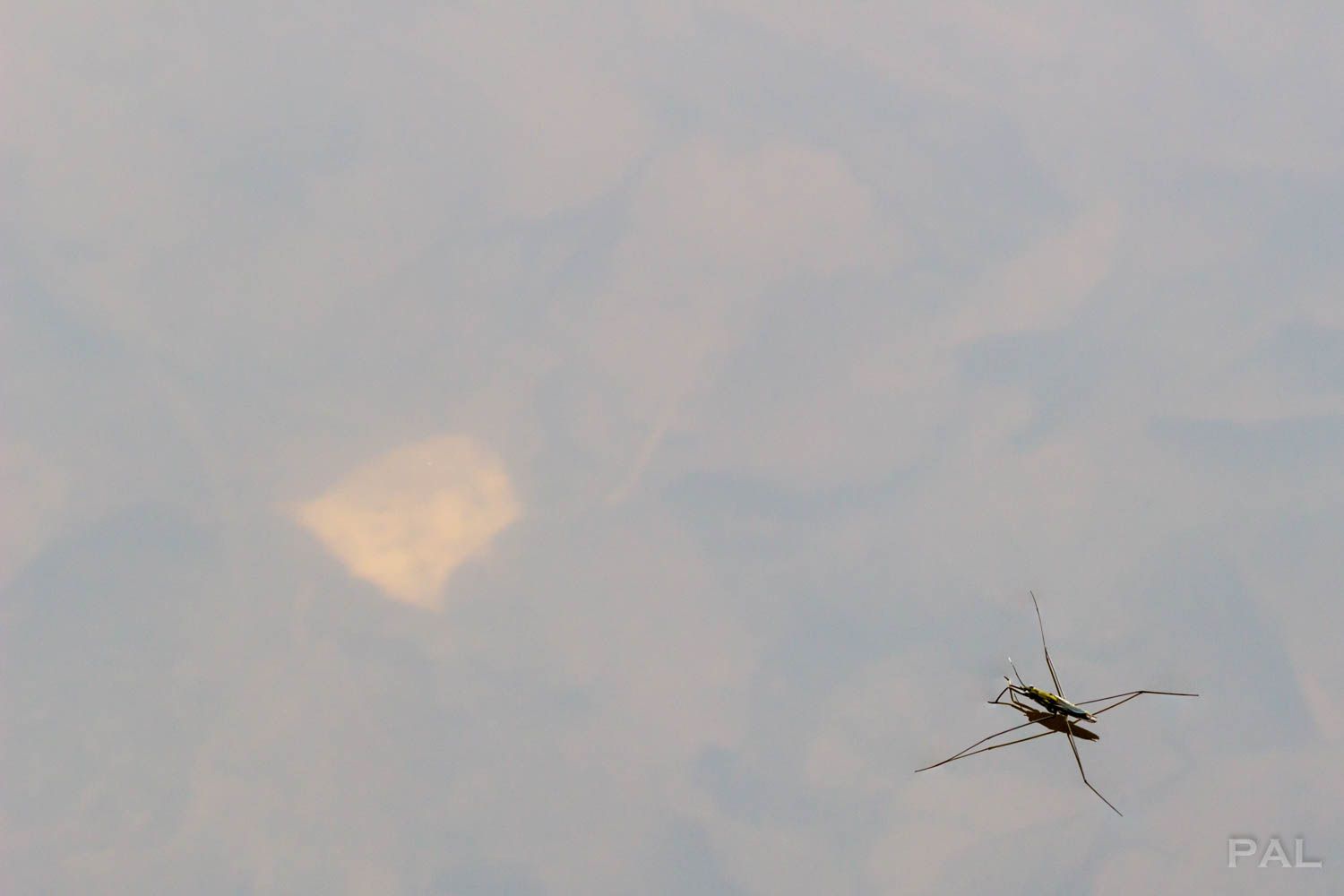 Water Strider