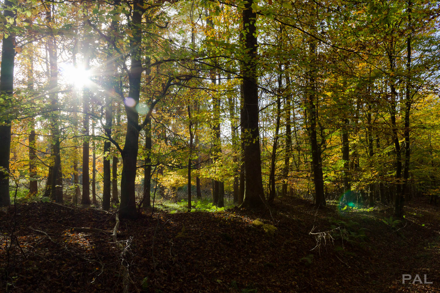 Sun Through The Trees 1