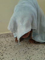 Ninja Assassin Dog
