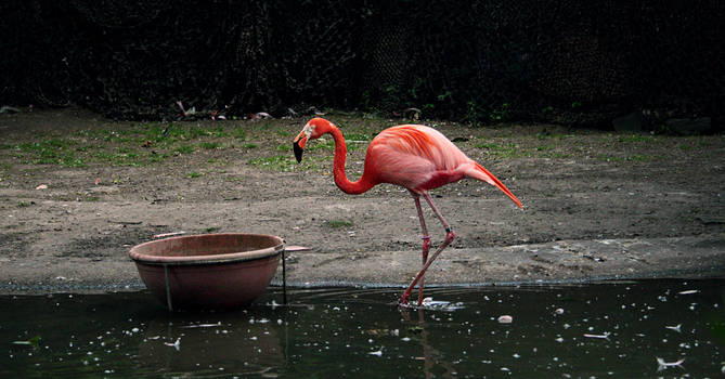 flamingo