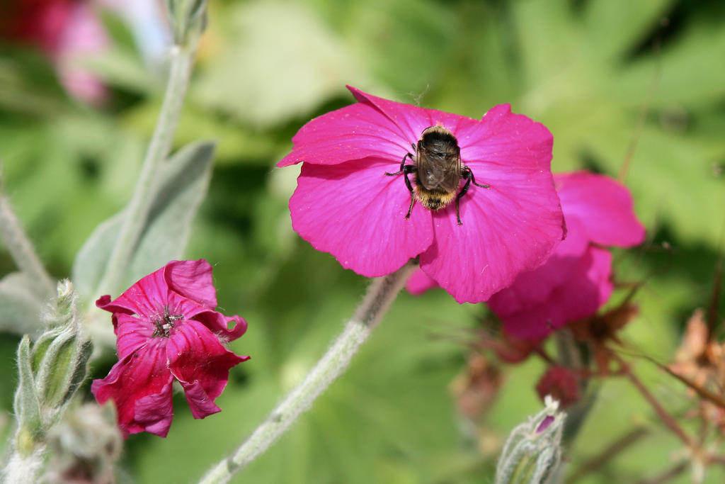 busy bee in color