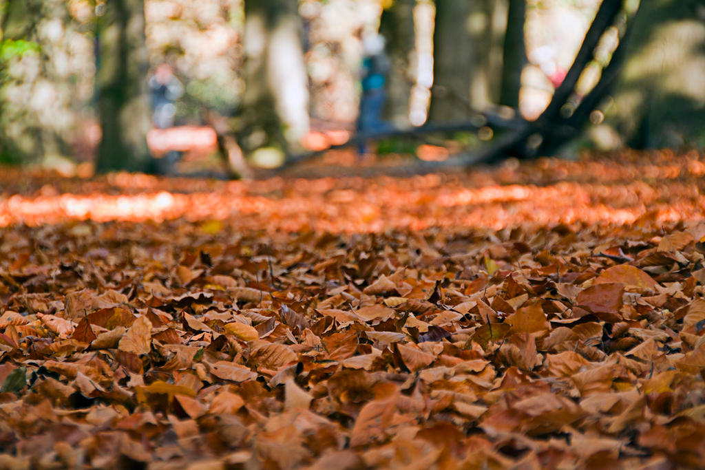 fallen leafs