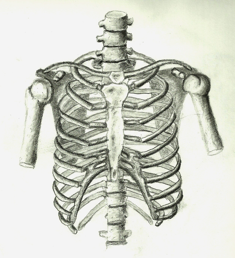 Ribs by Krojyn on DeviantArt