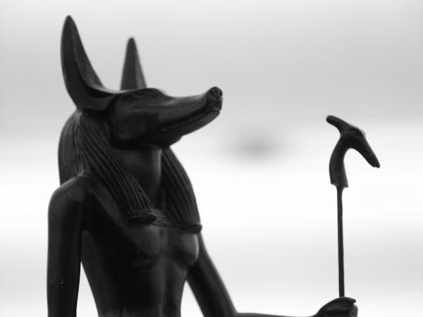 Anubis on watch