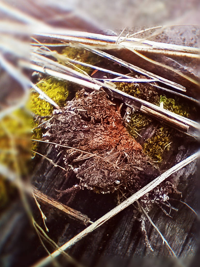 Little Roots Wood Root wood by Madisonkphotography on DeviantArt