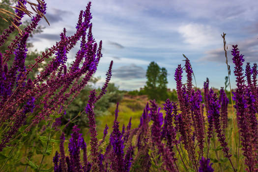 Landscape with flowers