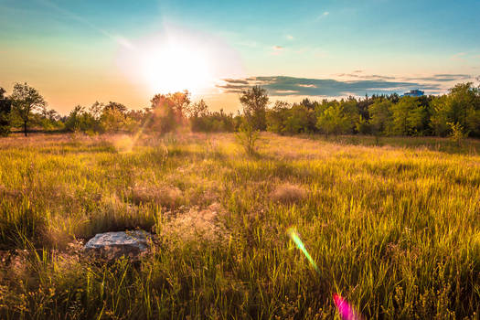 nature landscape