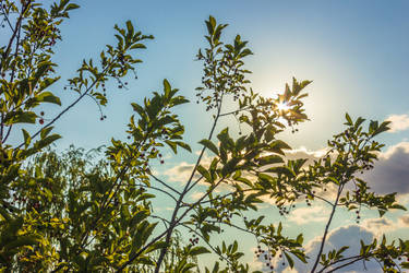 Rowan bush in the sun
