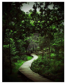 Winding Witchy Woodland Path