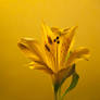 Yellow Lily