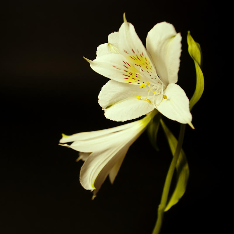 White Lily II by Arcius-Azrael