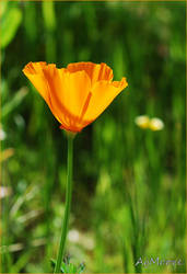 California Golden Poppy